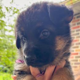 Celeste - Black and red female German Shepherd puppy in Canton, Texas from WILDWOOD GERMAN SHEPHERDS