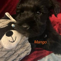 Male 1 - Black male Miniature Schnauzer puppy in Granville, Ohio from Shull Mini Schnauzers