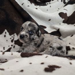 Melre girl 1 - Blue merle female Australian Shepherd puppy in Wrightsville, Georgia from Wild Magnolia Farms Aussies
