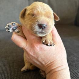 White Collar - Golden male Golden Retriever puppy in Mountain Home, Idaho from Poppy's Garden Golden Retrievers