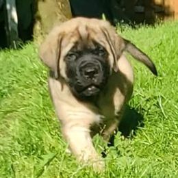 Mastiffs from Tundra Mastiffs