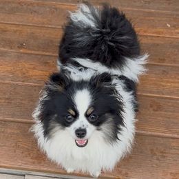 AKC Luna - Pomeranian