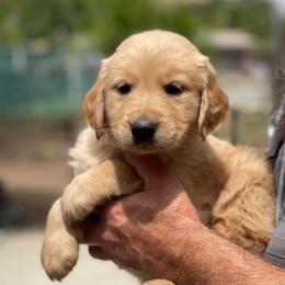 Girl 1 Pink collar - Golden female Golden Retriever puppy in Yucaipa, California from Blessed Goldens