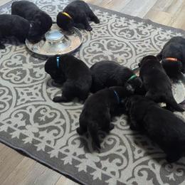 Newfoundland Black Female 2 - Black female Newfoundland puppy in Burfordville, Missouri from Umfleet Farms