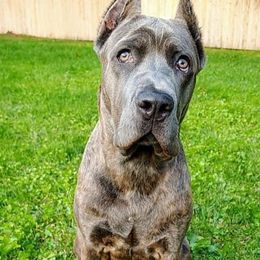 Cane Corso from C & W Dynasty Cane Corso