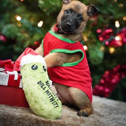 Belgian Malinois Puppies from Ak Hell Hounds