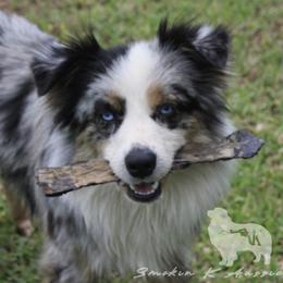 Australian Shepherd Puppies from Smokin K Aussies