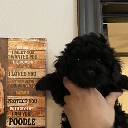 TX - Poodle