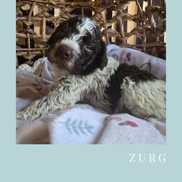 Boy 2 - Brown roan male Lagotto Romagnolo puppy in Salida, California from Harper's Lagotti