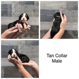 Tan Collar Male - Black tan and white male Bernese Mountain Dog puppy in Collinsville, Texas from Berner Dynasty