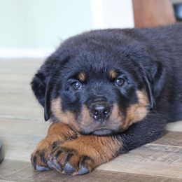 Rottweilers from Von Brennan kennels