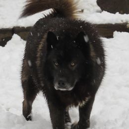 Magnum - Siberian Husky