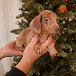 Dapple boy 2 - Dapple male Dachshund puppy in Hesperia, California from VOM HAUSE Imperial