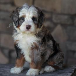 Hooch - Merle male Bernedoodle puppy in Dundee, Ohio from Down Home Doodle