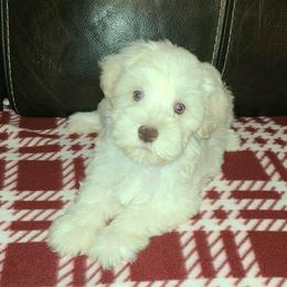 Greta - Wheaten female Miniature Schnauzer puppy in Graham, Washington from Kristy's French Bulldogs & Mini Schnauzers
