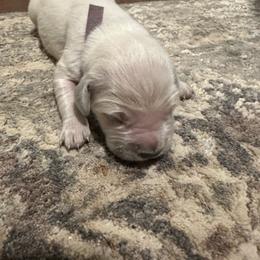 Dolly - Lavender - Light golden female Golden Retriever puppy in Eaton Rapids, Michigan from Steele Goldens