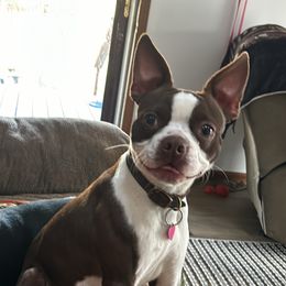 Beau - Boston Terrier