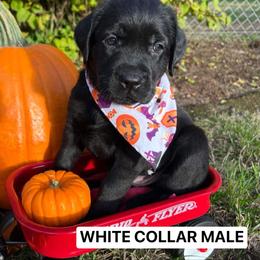 Labrador Retriever Puppies from Sherene's Labradors