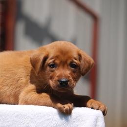 Green Collar - Yellow male Labrador Retriever puppy in Huntington, Texas from Soggy Bottom Retrievers