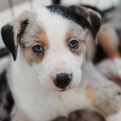 Border Collies and Working Dog Crosses from Tendercross