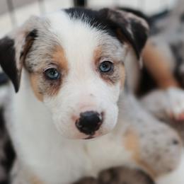 Border Collies and Working Dog Crosses from Tendercross