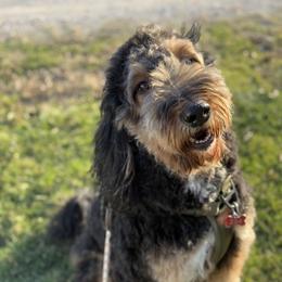 Xena - Bernedoodle