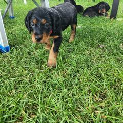 Gordon Setter Puppies from Tom McCleary