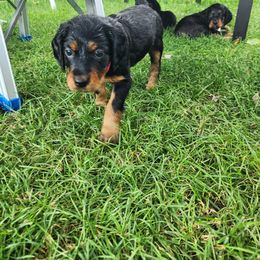 Gordon Setter Puppies from Tom McCleary
