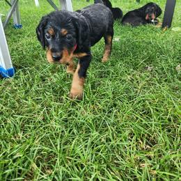 Gordon Setter Puppies from Tom McCleary