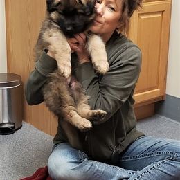 German Shepherd Puppies from Michelle Eddy