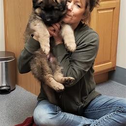 German Shepherd Puppies from Michelle Eddy