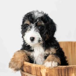 Rusti - Tri-color female Bernedoodle puppy in Lititz, Pennsylvania from Sleepy Hollow Acres