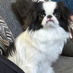 Japanese Chin puppies from Sakura Japanese Chin