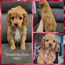 Winnie the Pooh - Red male Cockapoo puppy in Zanesville, Ohio from Oodles of Doodles & Poos