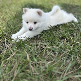 Athena - White female Pomsky puppy in Oak Harbor, Washington from Island Pomskies