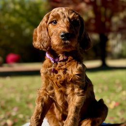Purple - Red  female Goldendoodle puppy in Hesperia, Michigan from Red Acres Poodles & Doodles