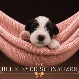 Nora - Parti female Miniature Schnauzer puppy in Winter Haven, Florida from The Blue Eyed Schnauzer