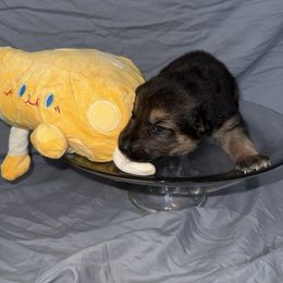 Colby - Black and tan male German Shepherd puppy in Magnolia, Texas from K & Q Shepherds