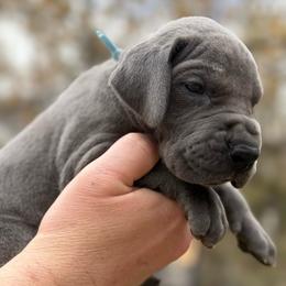 Zephyr - Blue male Great Dane puppy in Beulah, Michigan from Northwood Euro Danes and Bassets