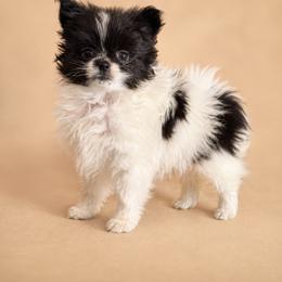 Pomeranian Puppies from Perkins Poms