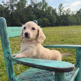 Dolly - Cream female Dachshund puppy in New Albany, Mississippi from Double A. Doxies