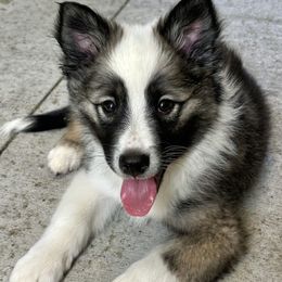 Icelandic Sheepdog Puppies from Tobiasson icie