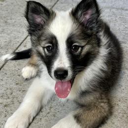 Icelandic Sheepdog Puppies from Tobiasson icie