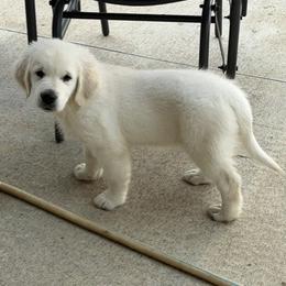 TBD - Light golden female Golden Retriever puppy in Osceola, Iowa from Healing Hearts Therapy Goldens