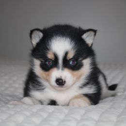 Knox - Gray and white male Pomsky puppy in Apple Creek, Ohio from Kathryn Troyer