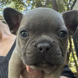 French Bulldogs from Naomi's Frenchie Puppies