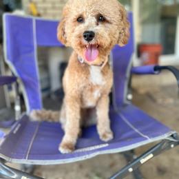Bernedoodle and Goldendoodle Puppies from Central Texas Doodles, LLC.