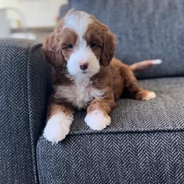 Goldendoodle Puppies from Doodle Bears of Southern Utah