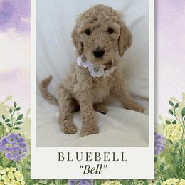 Bluebell - Cream female Labradoodle puppy in Kingman, Arizona from The Dood Ranch