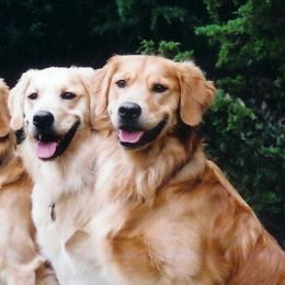 Golden Retrievers from Wakemup Goldens